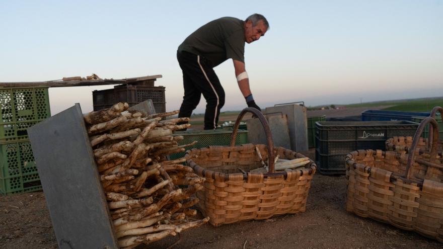 El sector del espárrago se aferra a la calidad que aporta la fértil tierra de Fuentesaúco