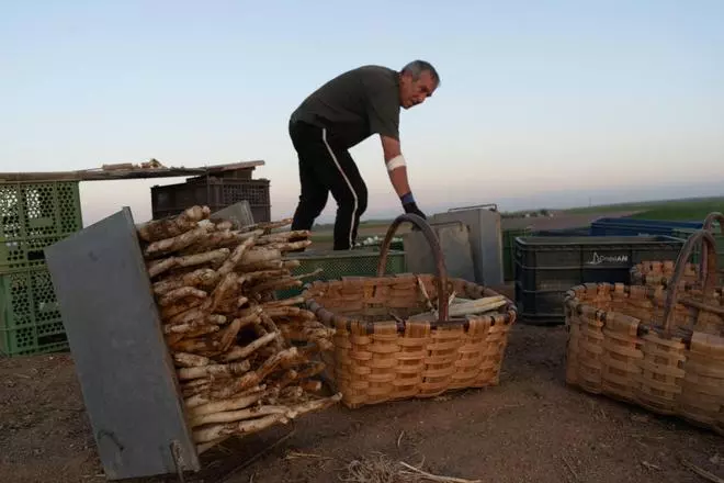 El sector del espárrago se aferra a la calidad que aporta la fértil tierra de Fuentesaúco