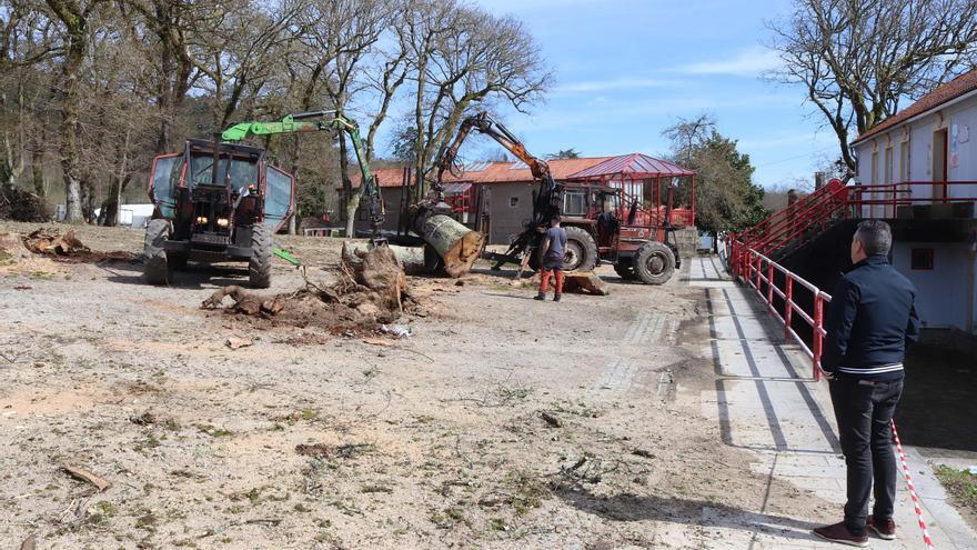 Inician a talla das doce árbores enfermas e a rexeneración da Carballeira de Santa Minia