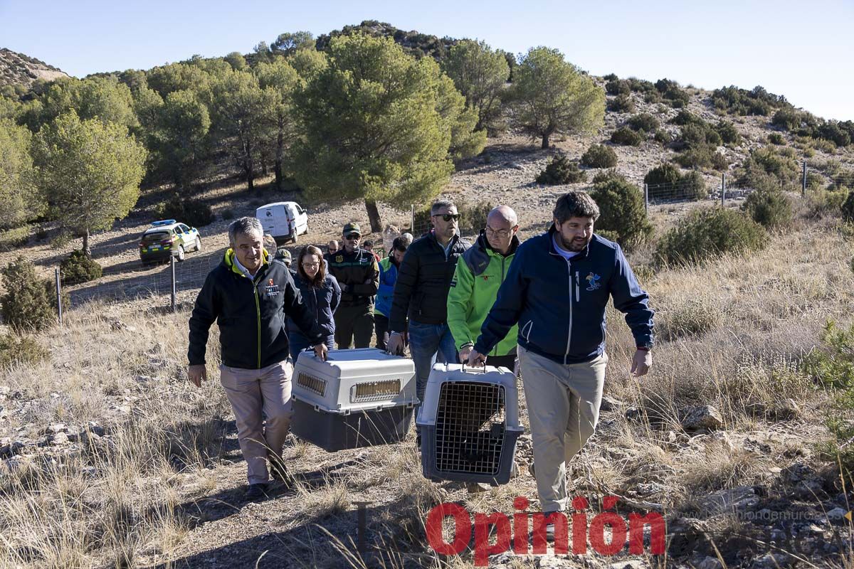 Suelta de dos buitres leonados en la Sierra de Mojantes en Caravaca