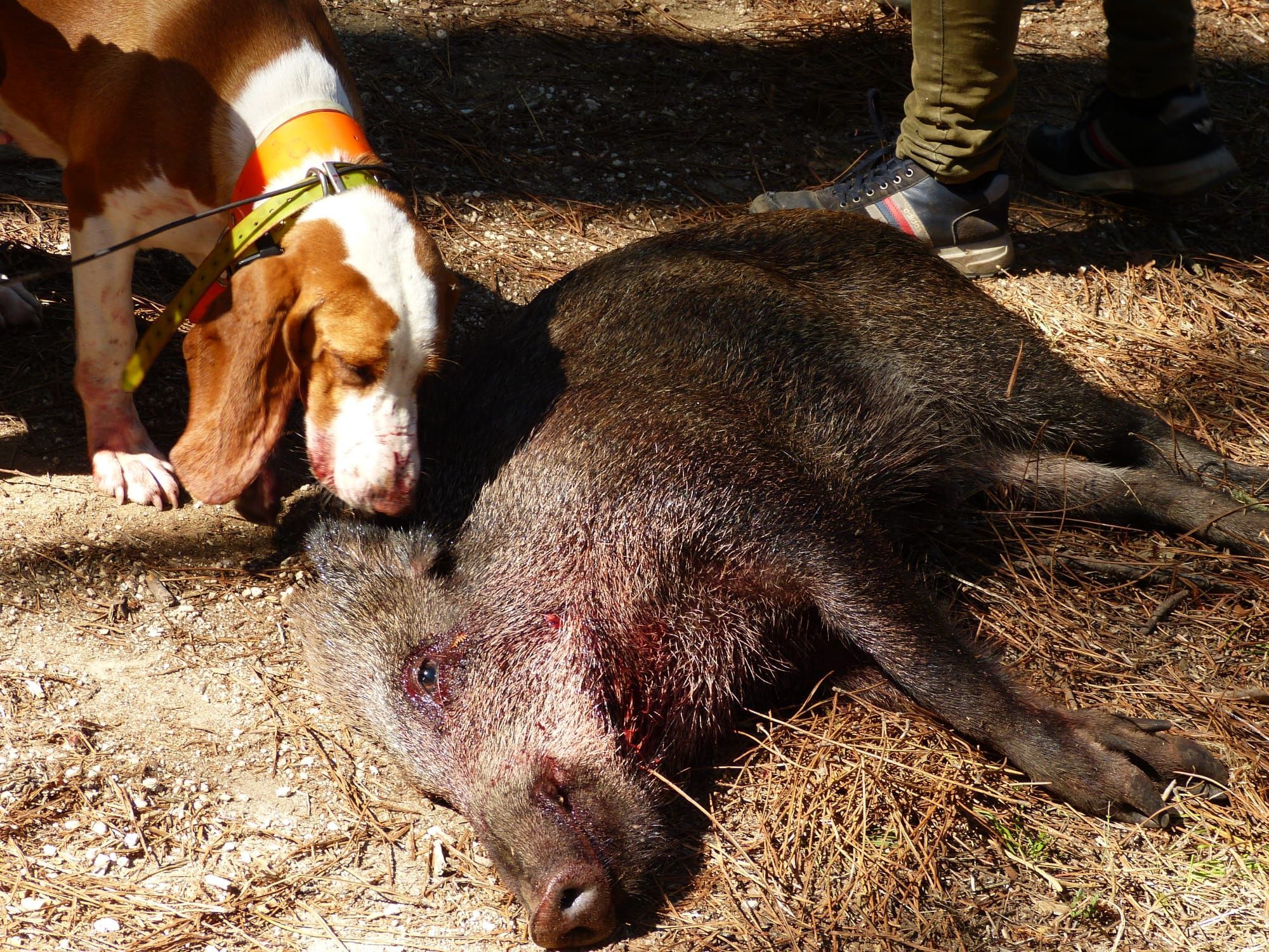 Los cazadores de O Salnés y sus perros disfrutaron de dos jornadas de caza de jabalí con suerte desigual.