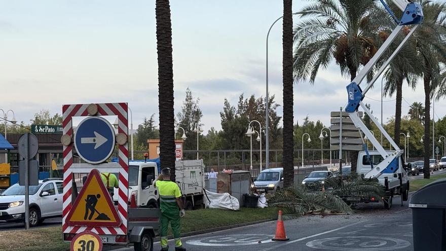 Cortan dos carriles de la avenida Fernández López de Mérida por la poda de palmeras y retirada de dátiles