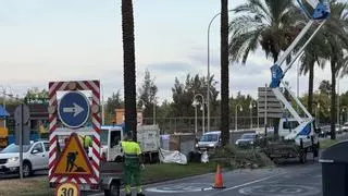 Cortan dos carriles de la avenida Fernández López de Mérida por la poda de palmeras y retirada de dátiles