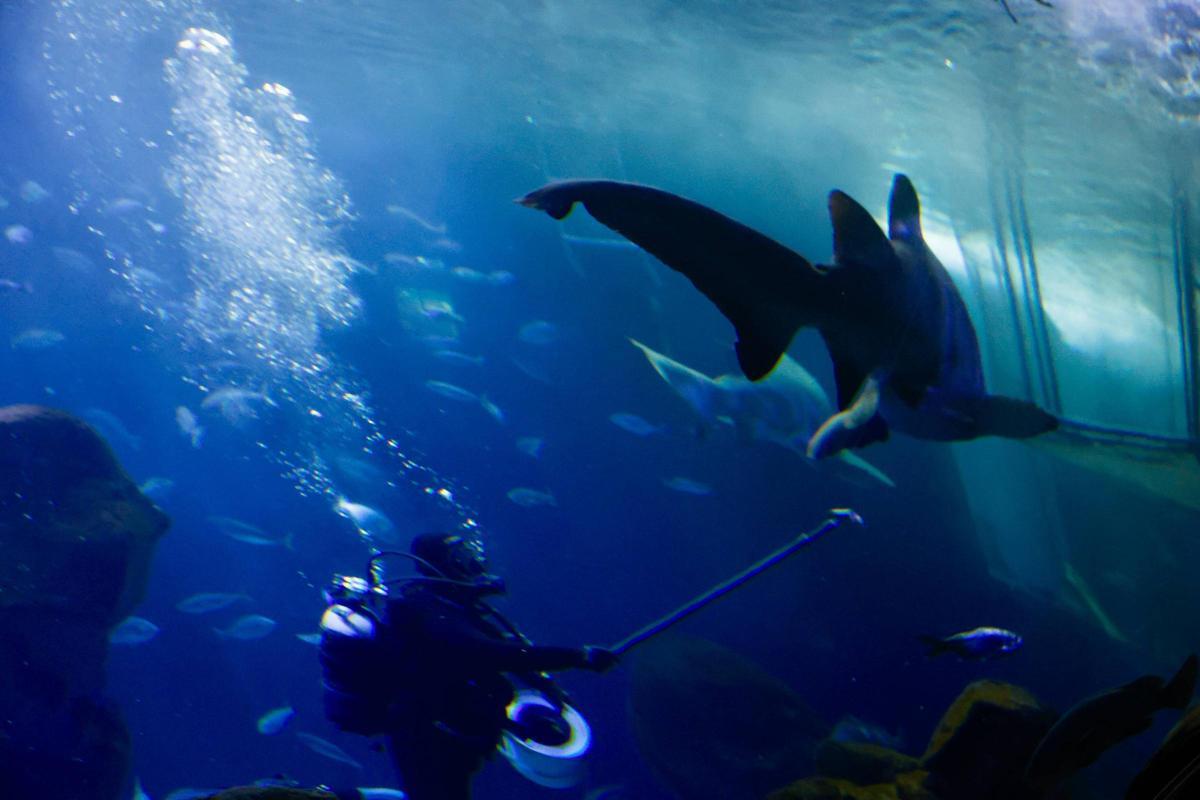 Los tiburones "Currín" y "Elisa", grandes reclamos del Acuario de Gijón (en imágenes)