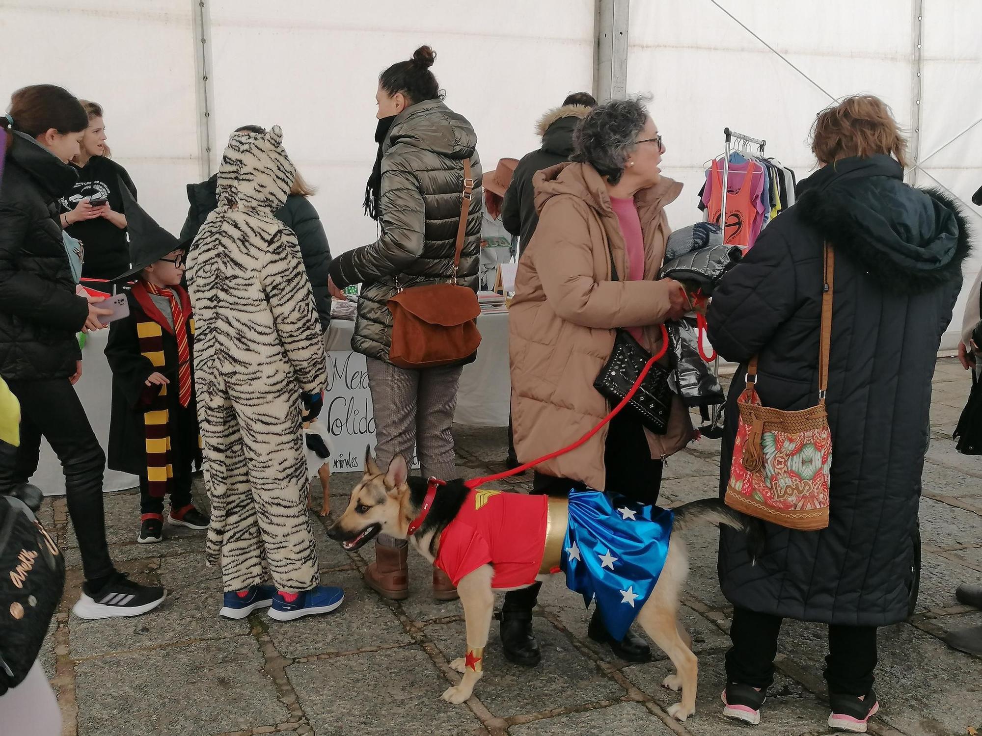 GALERÍA | Los animales se suman a la fiesta en el Carnaval de Toro