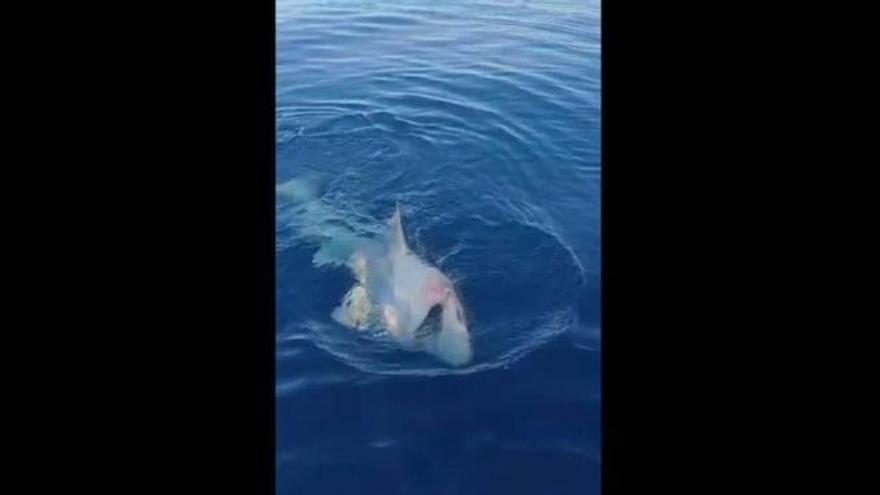 Pesquen sense voler un tauró a Mallorca i els seus crits de sorpresa es fan virals