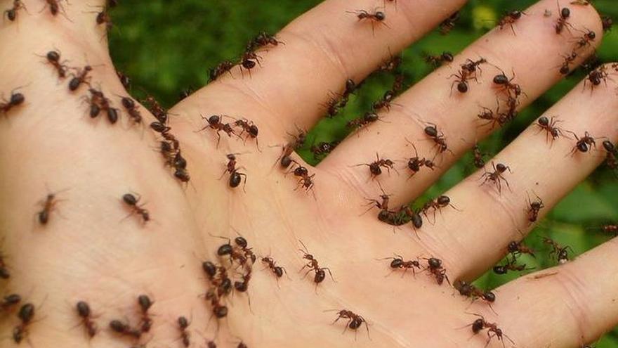 Las hormigas pueden predecir el tiempo según el youtuber Jorge Rey
