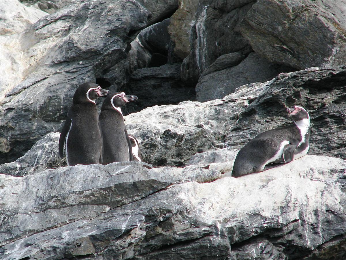 Pingüinos de Humboldt en la isla Choros, Chile.