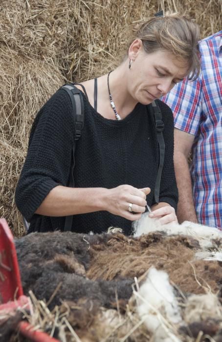 Pastor de oveja xalda y esquiladora en Llanera