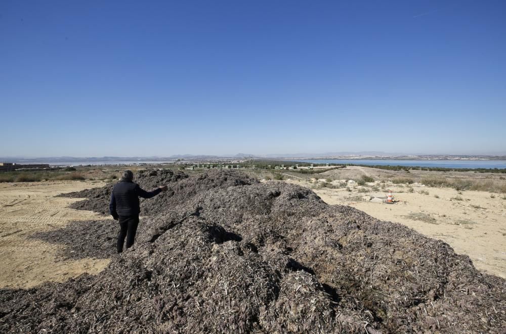 La explanada del parque del Mirador de la Casilla se ha convertido en un secadero de algas de la playa. La acumulación se realiza para facilitar el transporte posterior y rebajar el peso