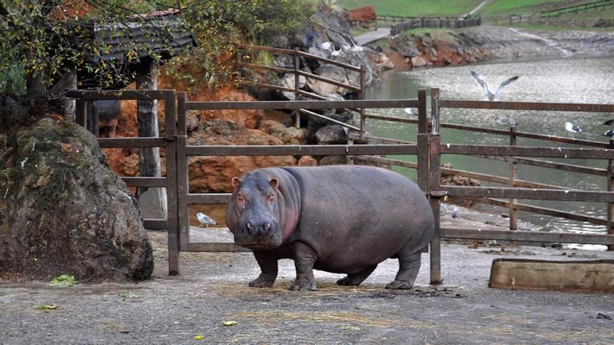 El pedo de un hipopótamo, el último &#039;fake&#039; convertido en viral