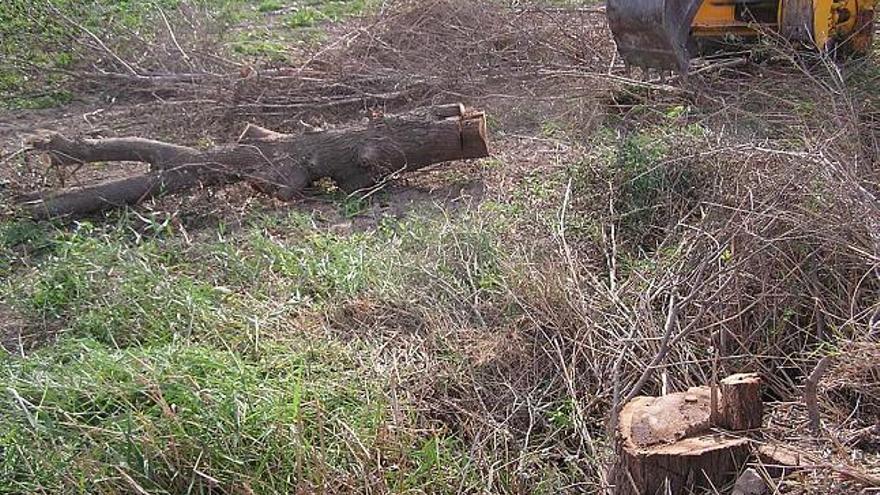 Uno de los olmos talados, junto a maquinaria de las obras que promueve la Conselleria de Infraestructuras