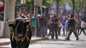 Foto de archivo de uno de los toros ensogaos en los festejos de 2022 en Beas de Segura.