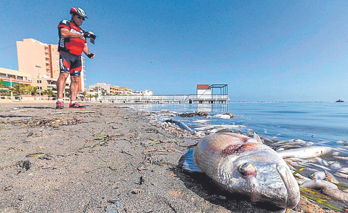 Peixos morts a la vora del Mar Menor