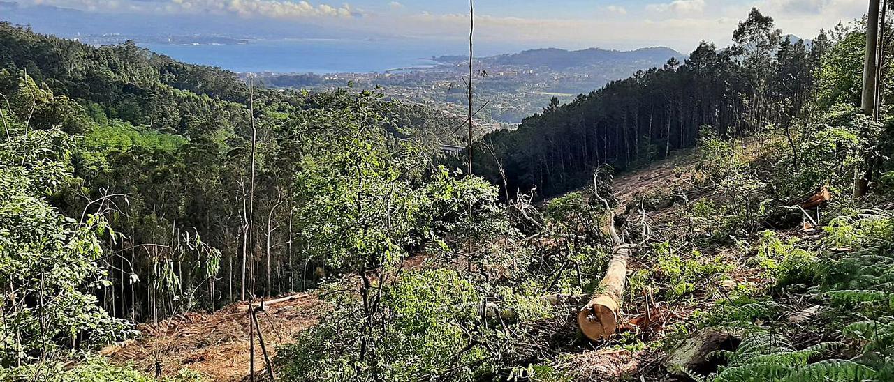 La zona del monte de Coiro donde se realizó la tala promovida por los comuneros. |   // FDV