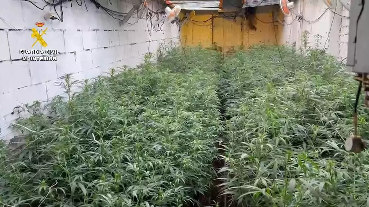 La Guardia Civil desmantela en Utrera una importante plantación de marihuana y detiene a tres personas