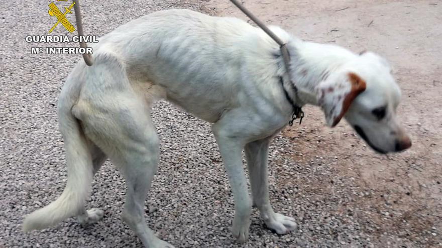 Investigan a los propietarios de un perro por maltrato animal en Alguazas