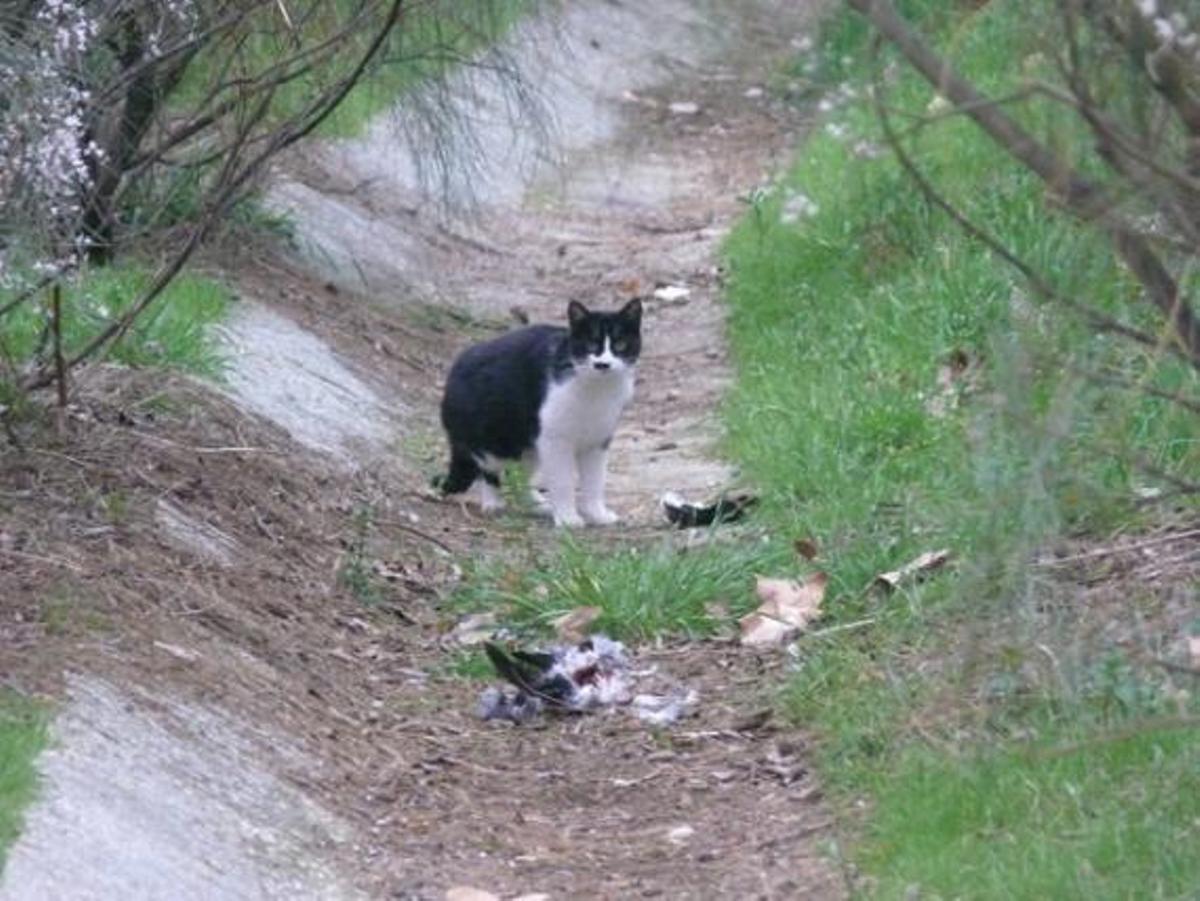 Gato callejero