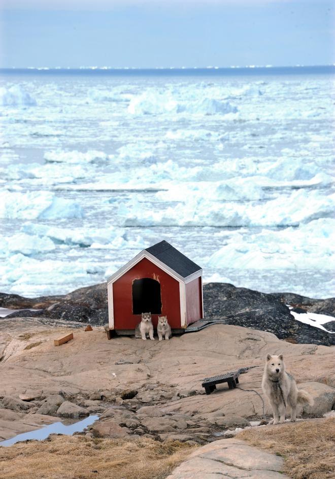 Ittoqqortoormiit, la ciudad más aislada de Groenlandia perros