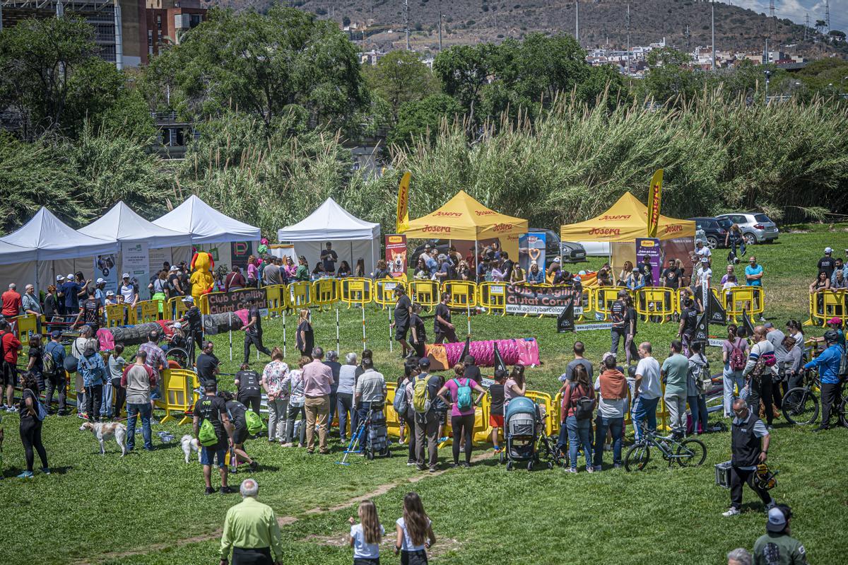 CAN WE RUN BARCELONA. La carrera organizada por Prensa Ibérica y El Periódico de Catalunya con la colaboración de Sport ,  donde las personas y sus mascotas perrunas corren en familia