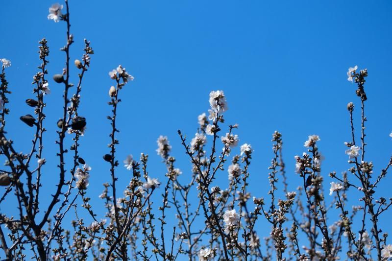 Almendros en flor