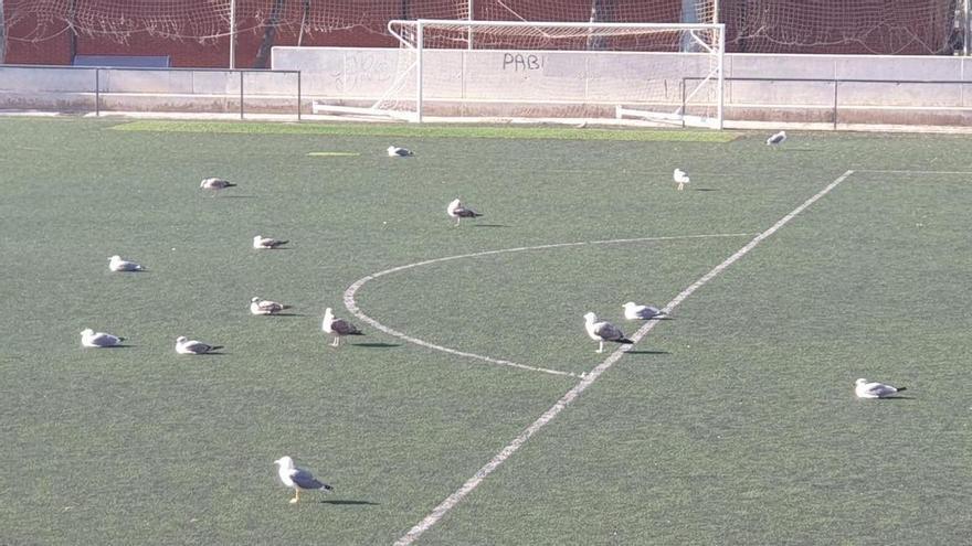 Sin empresa para cuidar el césped de las instalaciones deportivas de Alicante