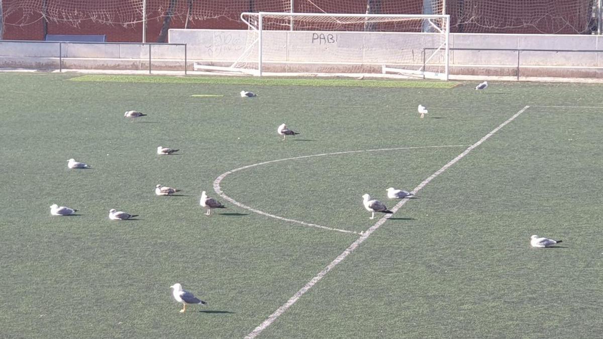 Gaviotas en el campo de Garbinet, en una imagen de este fin de seman