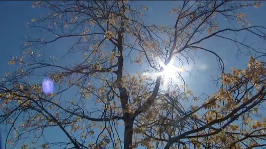 Muere el llamado &#039;árbol de la Gürtel&#039; de Pozuelo