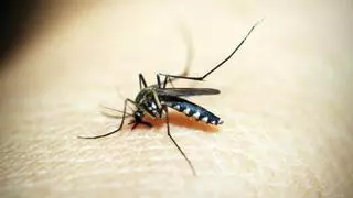 Els mosquits sempre et piquen a tu? La ciència ja té la resposta i la solució
