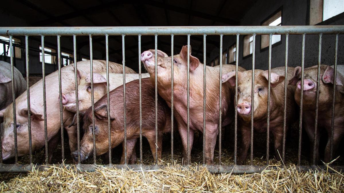 Varios cerdos en una granja.