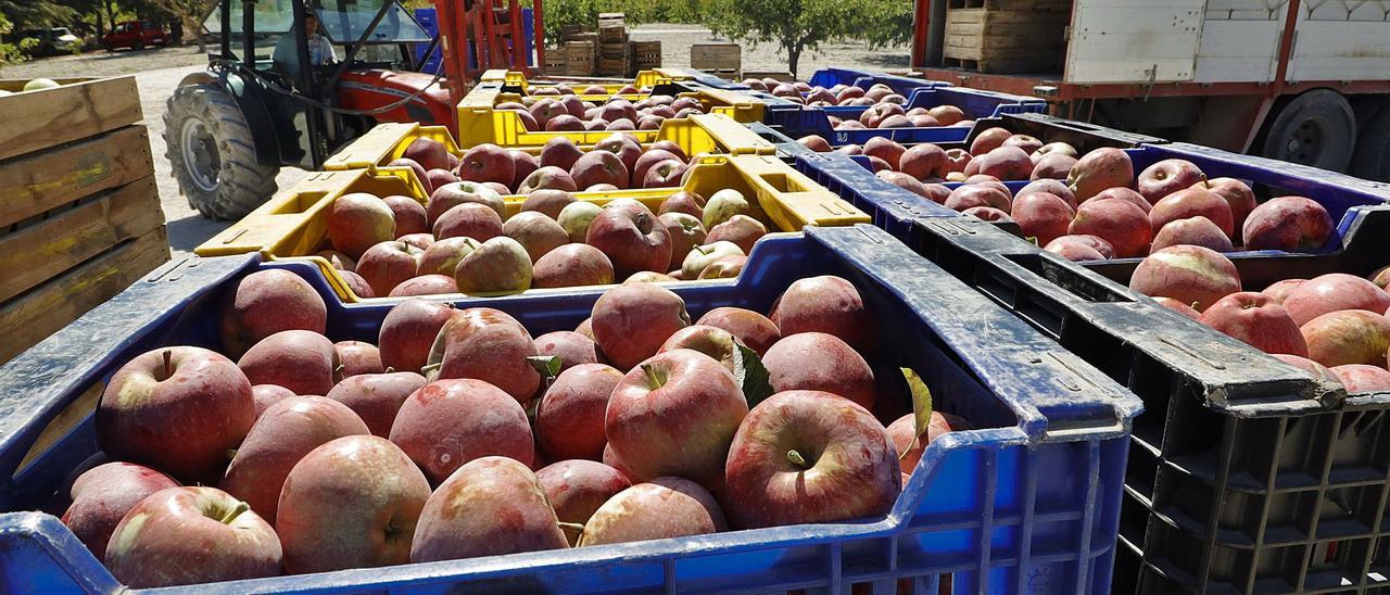 Manzanas listas para salir hacia los mercados en el Mas de la Sarga de Baix. | Juani Ruz