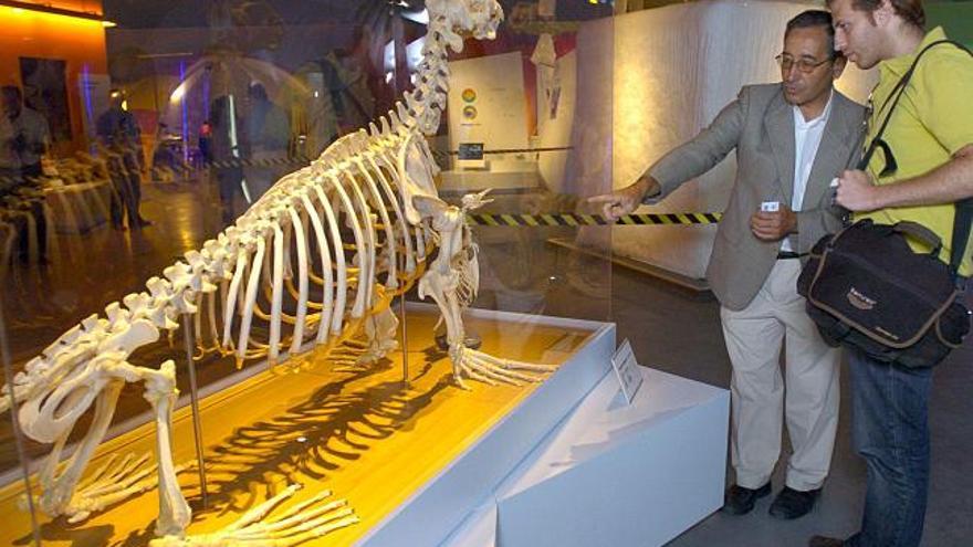 Dos personas contemplan uno de los esqueletos incluidos en la exposición temporal &quot;Antártida. Estación polar&quot;, que ha sido inaugurada hoy en Granada.