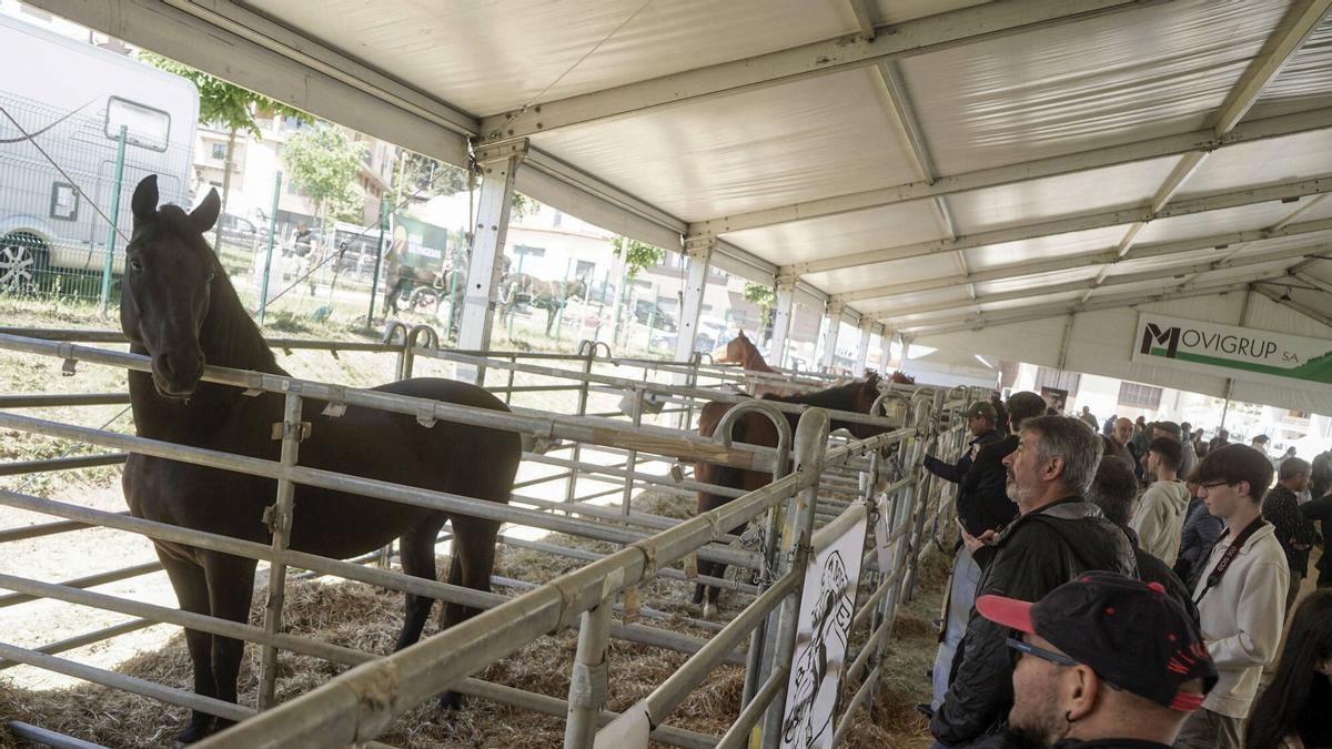 La mostra ha ampliat la presència d'equí, oví i cabrum per compensar l'absència de boví