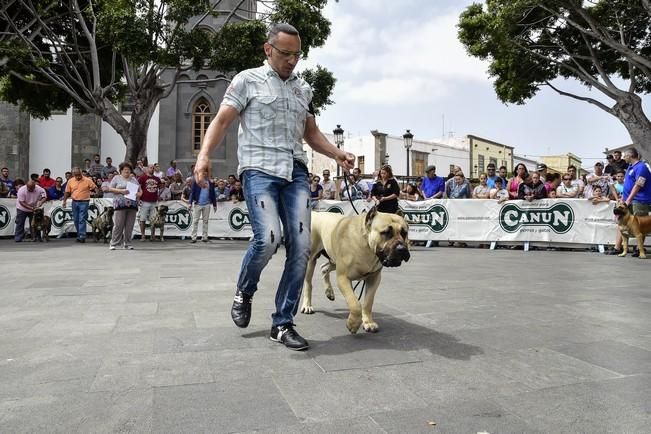 Celebración del I Certamen Nacional de perro ...