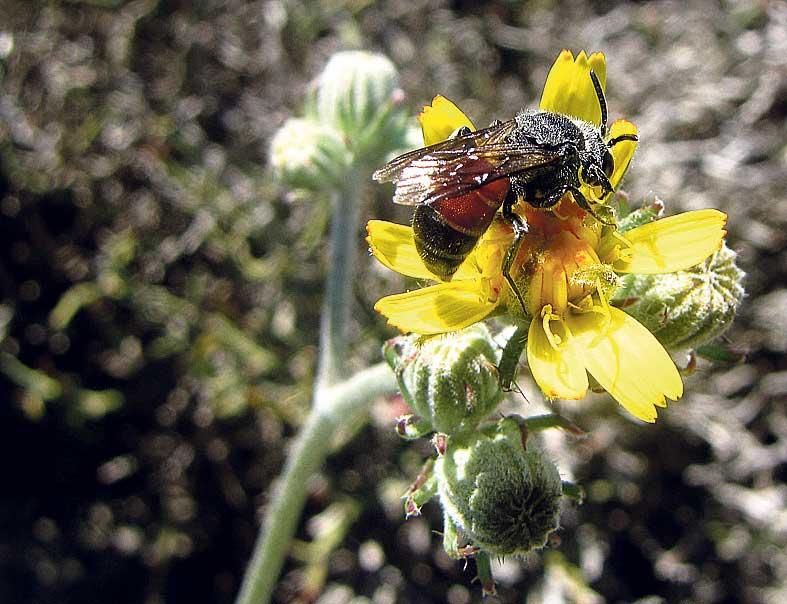 Die Zweizahnbienen legen ihre Eier in Nester anderer Wildbienen.