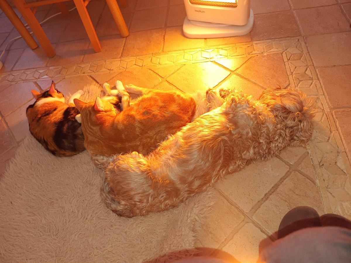 Catalina, Poe y Lola, la nueva familia de Carmen Sabalete