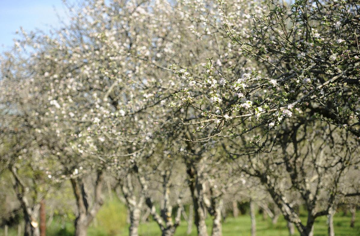 Manzanos en flor en Callobre, en A Estrada.