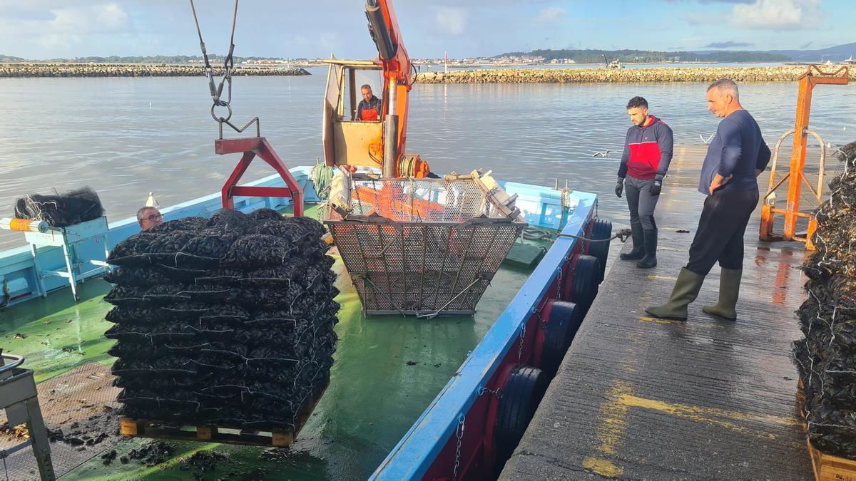 Bateeiros de Rianxo descargando en Vilanova, ayer.