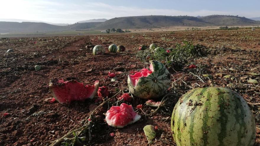 Denuncian el abandono de millones de melones y sandías en dos fincas de Yecla