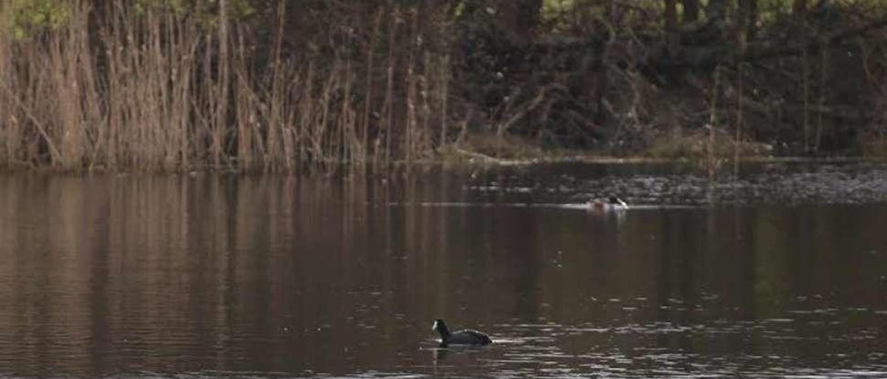 Una vecina muestra las aves que en ese momento nadan en Lagoa Bodeira. // Muñiz