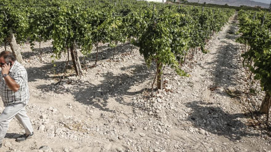 El Gobierno amplía las ayudas por la sequía   en el Valle de las Uvas