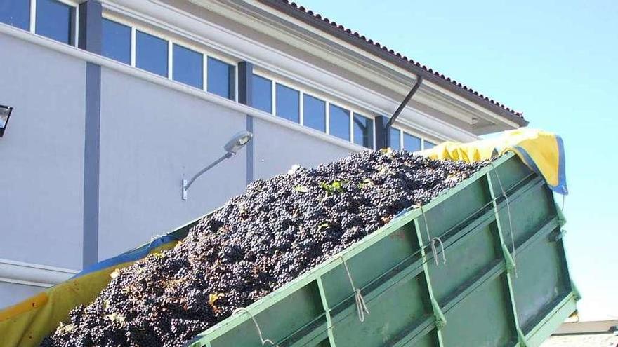 Un viticultor descarga un remolque cargado de uva tinta en una bodega de la zona.