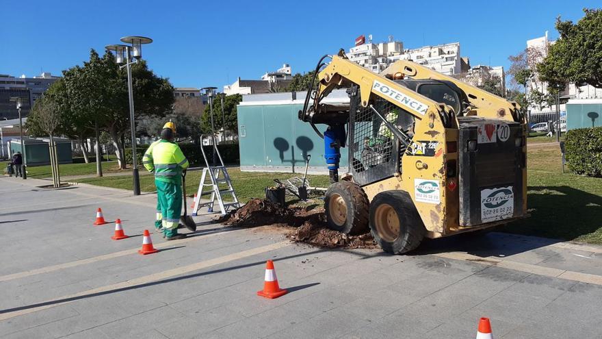 Palma se queda sin olmos por ser un árbol considerado por Cort «de riesgo»