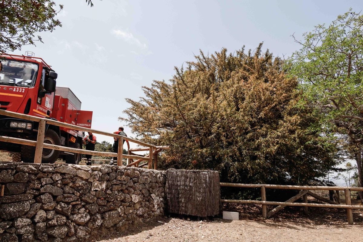 Actuación de emergencia para salvar de la sequía el tejo monumental de la Font Roja
