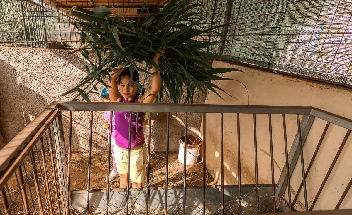 Una niña pone alimenta el ganado con cañas.