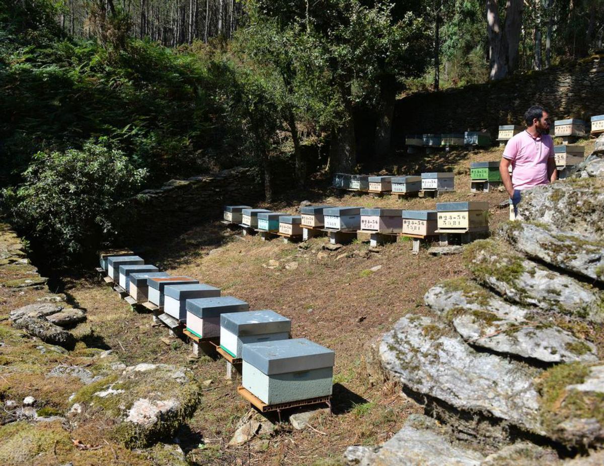 David Liñares, en uno de sus apiarios.