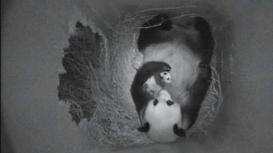 La osa panda «Yang Yang», con su cría.