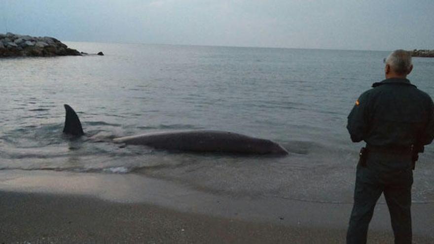 Delfín varado en una playa de Málaga.