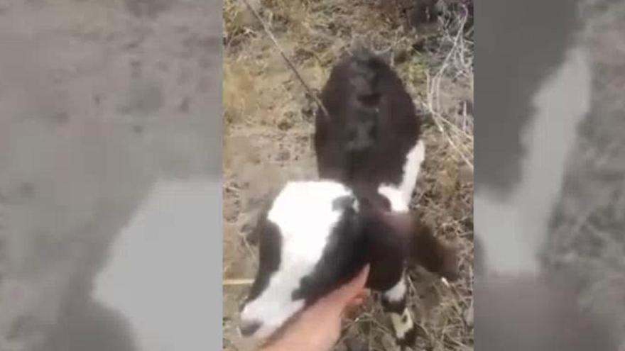 Ataca a baifos con arco y flechas en El Hierro