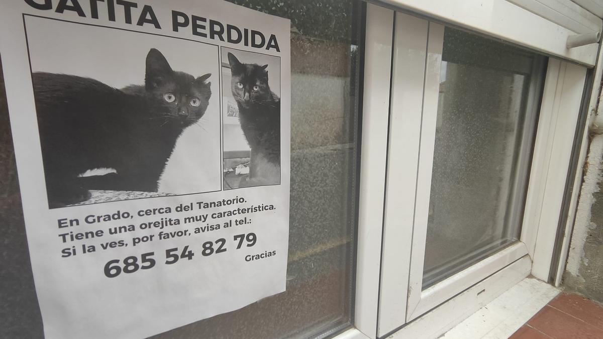 Un cartel que pide ayuda para encontrar a Mimi, colocado en una ventana de una vivienda en Grado.